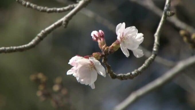 あと1輪… 松山のサクラ 5輪目のつぼみ「開ききっていない」 開花ならず  愛媛|TBS NEWS DIG