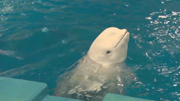 ４月１９日は「飼育の日」　島根県のアクアス　シロイルカのおなかの赤ちゃんの様子は？　|　BSSニュース | BSS山陰放送