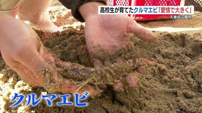 「愛情の分だけ大きく」高校生が育てたクルマエビ　いよいよ出荷・販売へ　熊本・天草拓心高校　|　熊本のニュース｜RKK NEWS｜RKK熊本放送