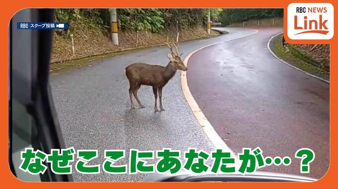 Youはなぜここに？ 野生では生息していないシカ 沖縄本島北部の道路にひょっこり出没　動物保護の専門家も驚き|TBS NEWS DIG