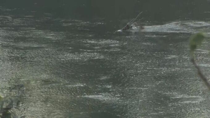 散弾銃とみられるもの見つかる・長野県飯山市の千曲川で船が転覆・猟銃を川に落とし紛失　|　SBC NEWS | 長野のニュース | SBC信越放送