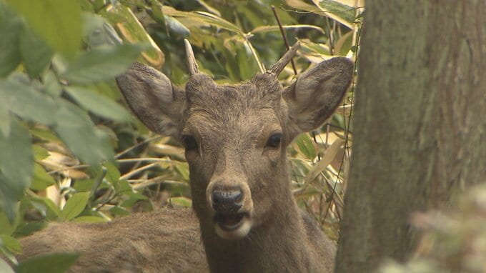 【速報】大阪市内で目撃相次ぐシカ　「奈良公園を出たシカは天然記念物ではない」奈良県知事が県内での放獣否定|TBS NEWS DIG