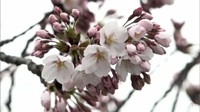 「弘前さくらまつり」が過去最も早く開幕！　初日はあいにくの雨も訪れた人からは「やっぱりうれしい！」「日本一のサクラ」の声　青森県弘前市|TBS NEWS DIG