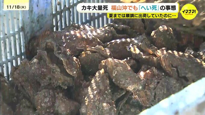 「中身がない…」水揚げしたカキからは乾いた音　カキの「へい死」は広島県福山市でも　事業者は不安を募らせ|TBS NEWS DIG