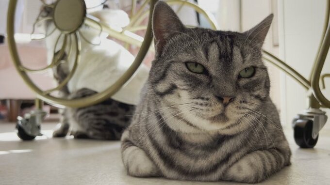 「15匹いるので大変」愛らしい猫たちにも値上げの波　暖房やエサ代　保護ネコカフェは …　　|　山梨のニュース | ＵＴＹテレビ山梨