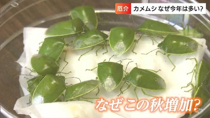 【ティッシュで掴むべからず】大量発生中の“カメムシ”は「臭いも一級品」効果的に追い払う方法は？　|　岡山・香川のニュース | 天気 | RSK山陽放送