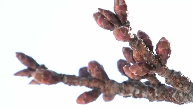 北陸地方で“春一番”　去年より13日早く 今シーズン全国初めて|TBS NEWS DIG