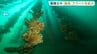 広島県内の養殖カキ 大量死のリスク高まる　県が「厳戒」アラートを拡大　　|　RCC NEWS | 広島ニュース | RCC中国放送