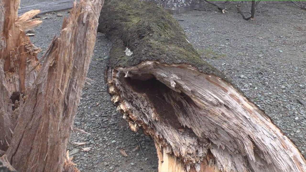 県内で強風の被害 倒木で停電 樹齢100年の桜が折れる被害も 山梨