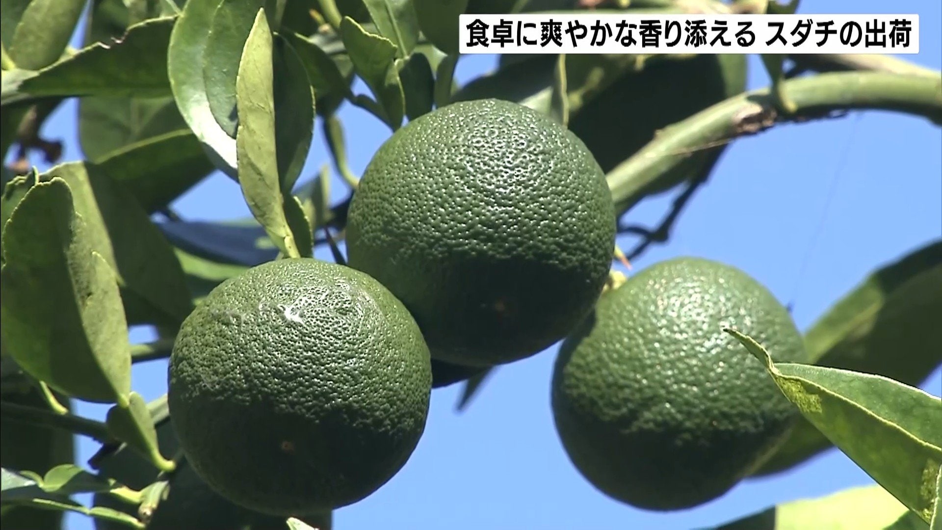 徳島の名産「スダチ」出荷最盛期 8月からの雨で大きく育ち香りも