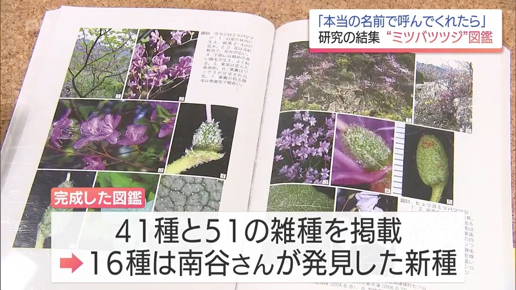 半世紀にわたる研究の集大成 詳しい判別方法が分かる「ミツバツツジ