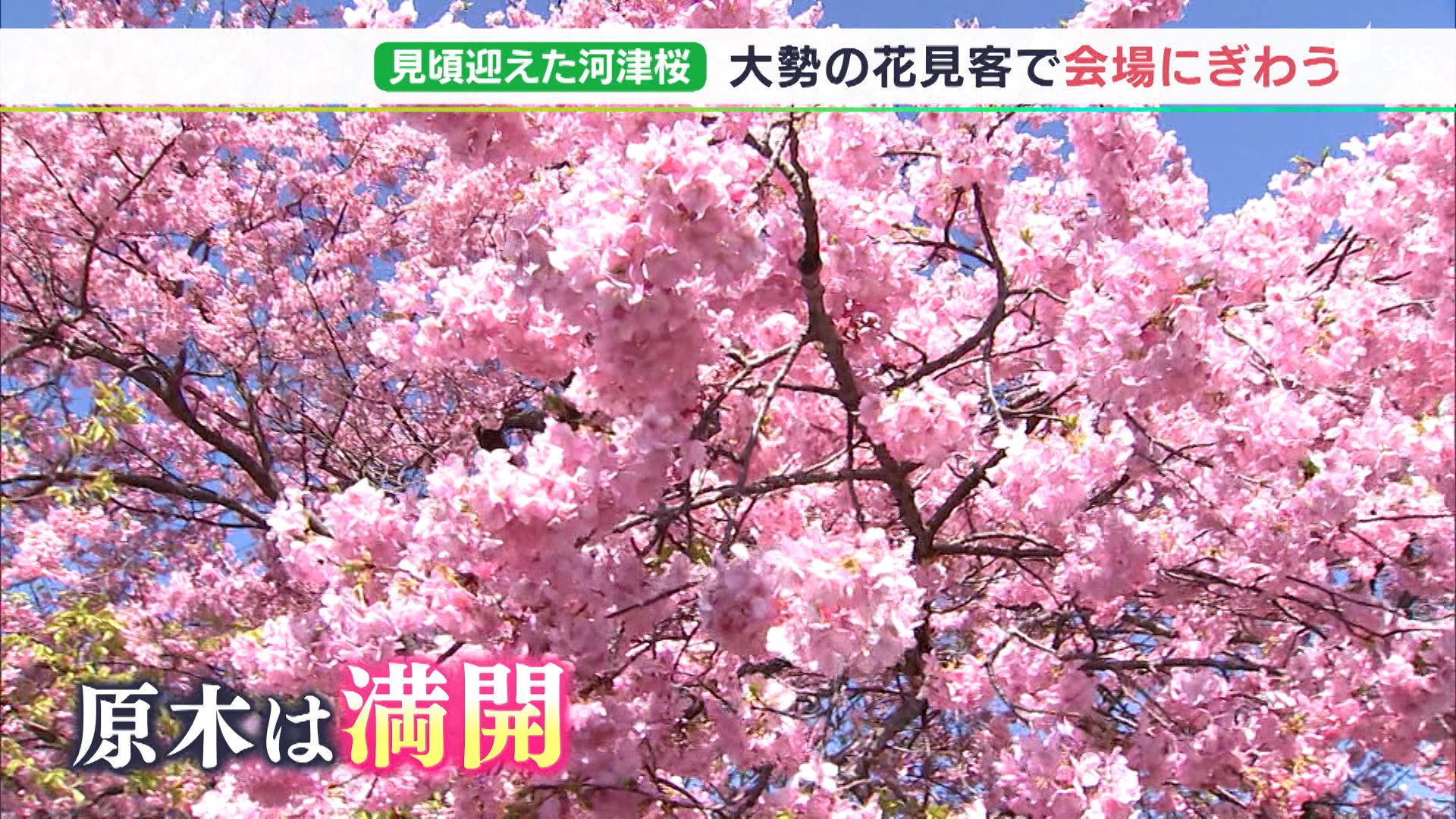 かわいいピンク色すごくきれい」河津桜が見頃です！インバウンドで観光