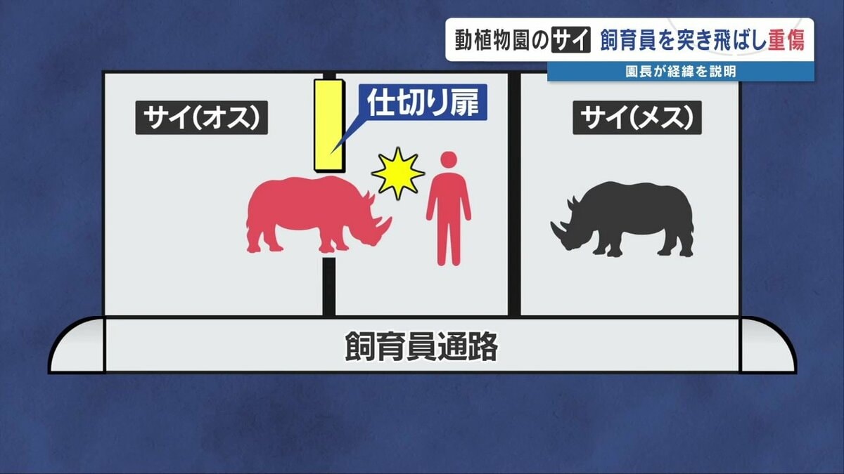 サイの角に突き上げられ飼育員が重傷 「動物の