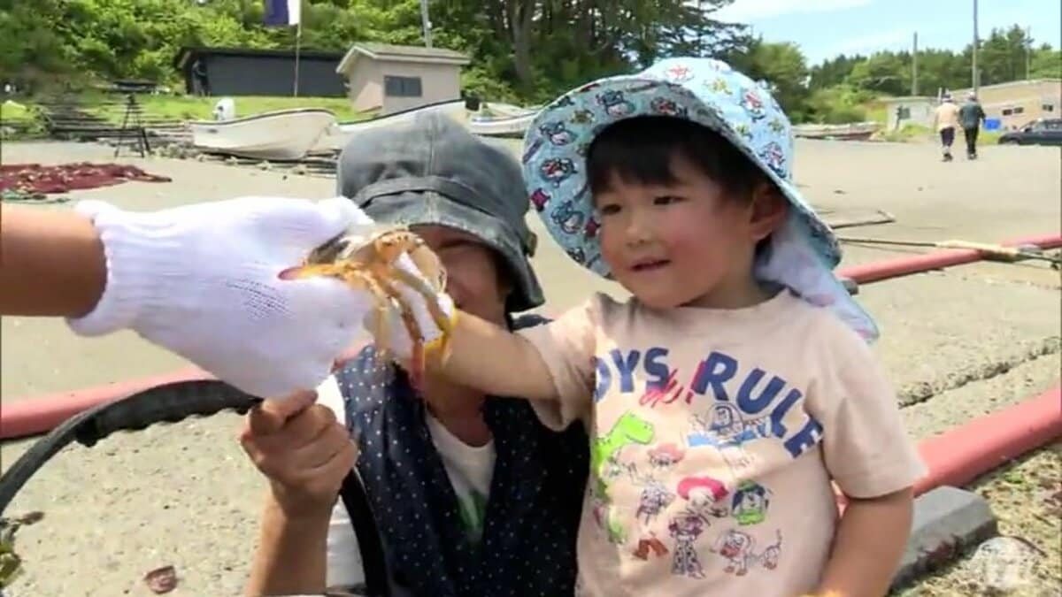 青森県八戸市で親子が地引網漁体験 「ヒラメ」や「ヒラツメガ二」など