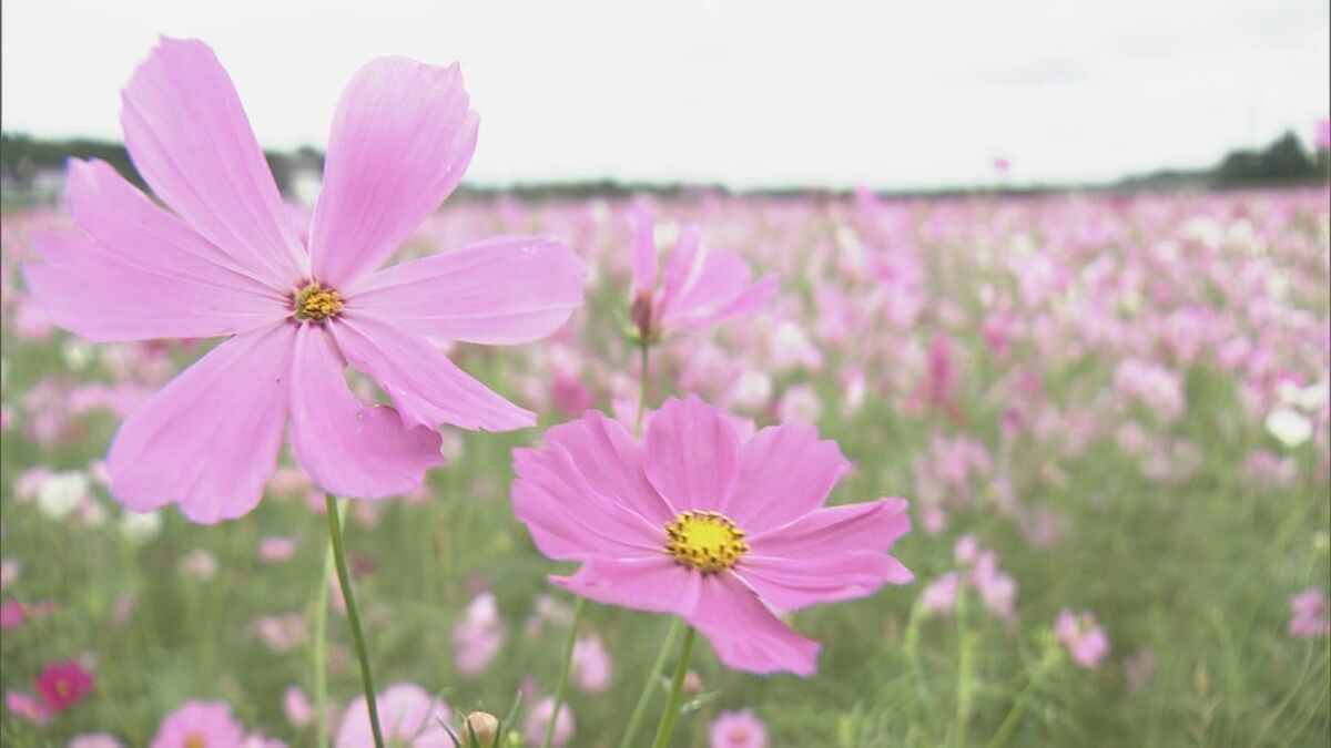 約15万本のコスモスが秋風にゆれる コメの収穫終えた田んぼで見頃 白やピンクで鮮やかに 三重･御浜町