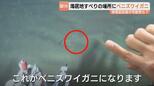ベニズワイガニ漁に朗報?海底地すべり発生エリアで生息を確認…漁獲量の回復に期待 富山|TBS NEWS DIG