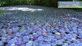 水面に浮かぶ5000個の花 観光あじさい園の人気のフォトスポットにぎわう 岩手・一関市|TBS NEWS DIG