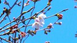"非公式"ながら「日本一早い」サクラ開花 高知・宿毛市が独自に設定したソメイヨシノ標本木に「8輪」花が咲く | 高知のニュース・天気|KUTV NEWS | KUTVテレビ高知