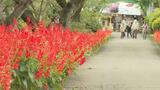 東京ドーム約7個分 本宮市の観光庭園で感謝祭 7日8日は入園無料(福島) | 福島のニュース│TUF