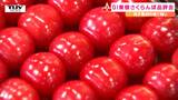 地理的表示ＧI「東根さくらんぼ」の品評会　大きさ・色づき・糖度など評価　|　山形のニュース│TUYテレビユー山形