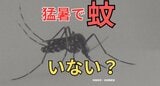 「蚊」いない?猛暑で蚊のシーズンに変化 ピークは9月か「蚊飼育室」もつ業界最大手の虫刺され薬メーカーにも影響 | 富山のニュース|天気・防災|チューリップテレビ