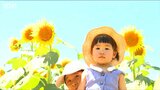 「こんなに広いヒマワリ畑で感動が止まらない」見ごろを迎えた50万本のヒマワリ畑 新潟・津南町|TBS NEWS DIG