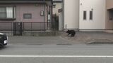 住宅街にクマ迷い込む 警察官に近寄るなど、現場は一時緊張感に包まれる 岩手・釜石市|TBS NEWS DIG