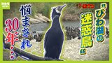 「迷惑でしかない」「雨が降ると臭いすごい」5年前の6倍以上！住宅街で急増『カワウ』のフン害に地元住民が苦悩　30年以上続く“びわ湖の迷惑鳥”との戦い|TBS NEWS DIG