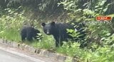 「やっぱりクマがいた…」ネマガリダケ採りに来た客の見回り中に撮影…道路脇に2頭のクマ…長野・高山村の山沿いの県道…その後クマは山奥に|TBS NEWS DIG