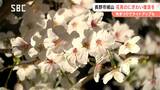 花見小屋は1軒だけに…かつてのにぎわいをもう一度！桜の名所・城山公園一帯で「桜まつり」企画　近くの神社とも連携　境内をライトアップ　長野市|TBS NEWS DIG