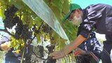 県立農林高校でブドウの収穫 初めて校内の農園で育てたブドウでワイン造りに挑戦 山梨|TBS NEWS DIG