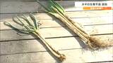 「300gの束を作るのに去年の倍の本数必要」高温障害でネギの生育不良が深刻に 農家「細いので売上には繋がらない」 | 宮城のニュース│tbc NEWS│tbc東北放送