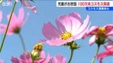 「闘病中の友人を励ますために植えたコスモスが100万本に」地元の児童が種まき・草取りなど手入れ 新潟・上越市 | 新潟のニュース・天気|BSN NEWS|BSN新潟放送