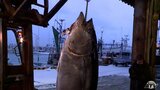 「命かけてとった」大間マグロ 豊洲・初競りで12年連続で一番マグロなるか|TBS NEWS DIG