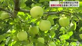 猛暑で見極め難しいリンゴの収穫適期「早もぎ気を付けて」|TBS NEWS DIG