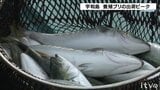 今年は高値傾向 お正月前に養殖ブリ出荷ピーク | 愛媛のニュース - Nスタえひめ|あいテレビは6チャンネル
