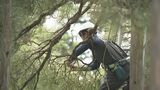 兼六園も秋の装いへ マツのせん定作業がスタート　|　石川県のニュース｜MRO北陸放送