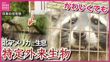 親子で大移動　カワイイ顔だけどご用心！　アライグマ　県内で農作物被害も　特定外来生物　広島|TBS NEWS DIG