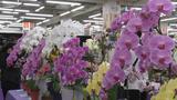 蘭の花の愛好家による展示会|TBS NEWS DIG