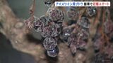 アイスワイン用ブドウ “マイナス19℃”の厳寒で収穫スタート　北海道池田町|TBS NEWS DIG