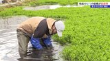 豊富な湧き水を活用した地域特産のセリ収穫最盛期　岩手・北上市　|　IBC NEWS | IBC岩手放送
