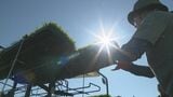 米どころ 北海道東川町で『ゆめぴりか』の田植え始まる「コメに困らないよう、おいしいコメをたくさん作りたい」|TBS NEWS DIG