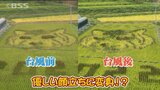 台風で田んぼアートが変身していた…「トラ」が「ネコ」に　|　BSSニュース | BSS山陰放送