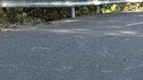 箱乗りで危険運転か 車横転し10代の少女2人が死傷 運転の男 起訴内容を一部否認 | 福岡のニュース|RKB NEWS|RKB毎日放送