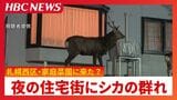 夜の住宅街を歩き回るシカ4頭…家庭菜園で何かを食べていたか 住民が撮影 札幌市西区|TBS NEWS DIG