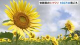 休耕田を活用してヒマワリ160万本「自分より背が高くてびっくり」子どもたち走り回る 富山・黒部市 | 富山のニュース|天気・防災|チューリップテレビ