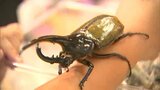 「欲しかったヘラクレス!」100匹のカブトムシやクワガタがあたる抽選会 子どもも大人も目がきらきら【岡山】|TBS NEWS DIG