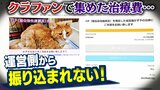 「この子たちの命が失われてしまう可能性ある...」クラファンサイトで猫の治療費を集めたのに『サイト運営者からお金が届かない』複数利用者が訴え...追跡取材|TBS NEWS DIG