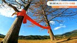 寄り添う2本の木に「赤いマフラー」SNSで話題に 訪れた人がマフラーに願い事 | 大分のニュース|OBS NEWS|大分放送