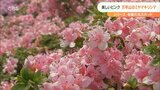 ピンク色に染まる 万年山のミヤマキリシマ見ごろ 大分・玖珠町 | 大分のニュース|OBS NEWS|大分放送